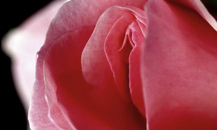 Close-up photo of a pink flower